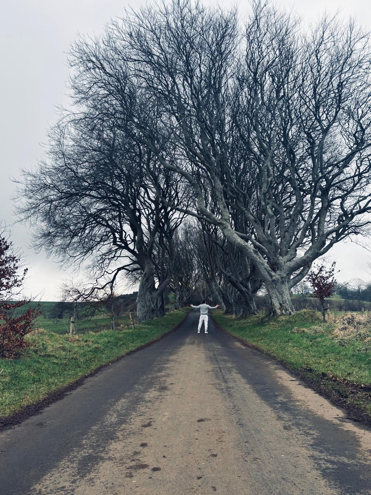 Dark Hedges